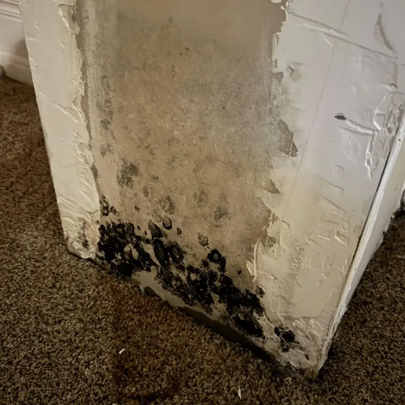 Professional Mold Removal in Irvington, MD
